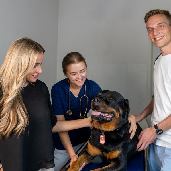 Foto Behandlung Hund