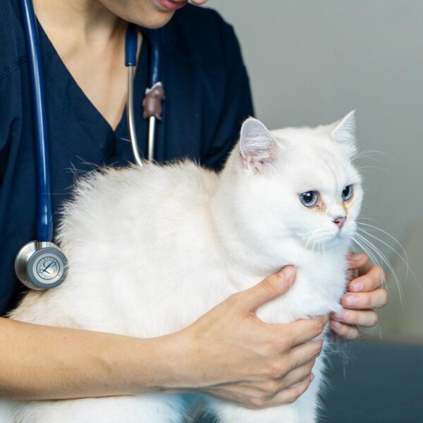 Foto Untersuchung Katze