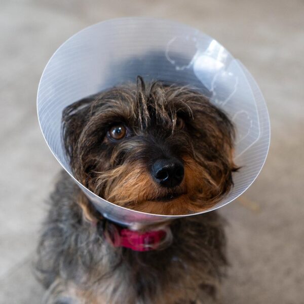 Foto Hund mit Halskrause