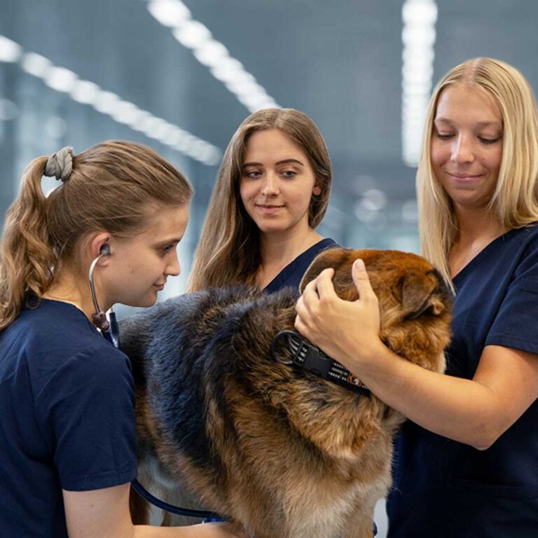 Foto Tiermedizinische Helferinnen
